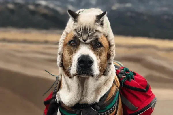 Cão ou Gato – Qual o bichinho ideal para você?