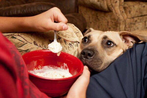 Cachorro sempre com fome. Saiba que fazer com seu bicho.