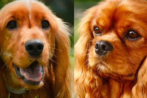 Diferenças entre Cocker Spaniel e Cavalier King Charles Spaniel