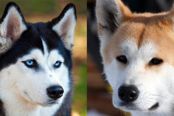 Diferenças entre Husky Siberiano e Akita