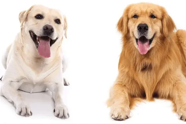 Diferenças entre Labrador e Golden Retriever