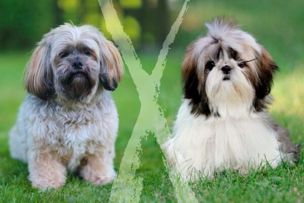 Diferenças entre Shih Tzu e Lhasa Apso